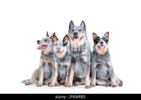 allevatore blu o cane australiano con cuccioli seduti isolati su sfondo bianco Foto Stock