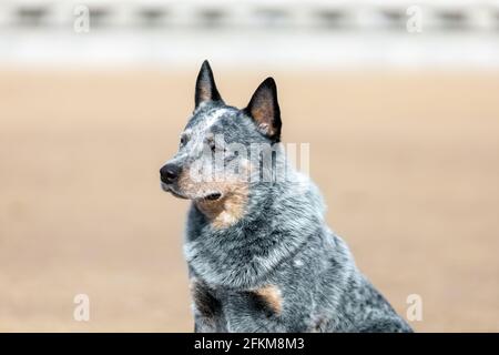 Il cane di razza del bestiame australiano o ritratto del heeler blu alla natura Foto Stock