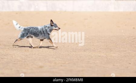 Cane australiano del bestiame o heeler blu che corre sulla sabbia a. la spiaggia Foto Stock