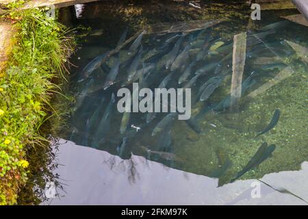 Molti pesci trota nel fiume nuotano in una giornata di sole in natura. Natura e concetto animale. Vista dall'alto Foto Stock