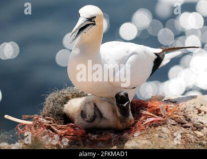 Gannet settentrionale con il bambino nella razza Nest sul Bordo delle scogliere sull'isola di Helgoland in Germania su UN Giorno estivo soleggiato Foto Stock