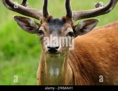 Young Deer circondato da Flies sull'isola di Ruegen in Germania Un giorno estivo overcast Foto Stock
