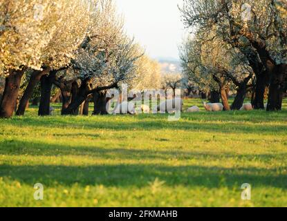 Pascolo pecore in un prato con alberi di mandorle fiorite su Maiorca in un giorno invernale soleggiato Foto Stock