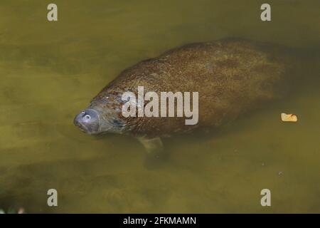 Manatee indiano occidentale nuotare nelle acque paludose del Everglades National Park in Florida in UN giorno soleggiato d'autunno Foto Stock