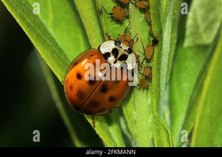 Harlequin ladybug (Harmonia axyridis), alimentazione su afidi (Aphis nerii) Foto Stock