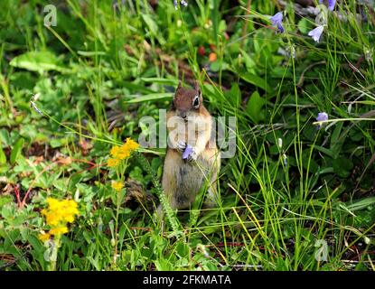 Eretto Sting American Squirrel in UN prato con Willdflowers on Un giorno estivo soleggiato Foto Stock