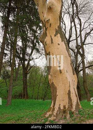 Parte inferiore del tronco di un grande vecchio platano o Platanus in primavera nel famoso Parco Stryi a Lviv, Ucraina Foto Stock