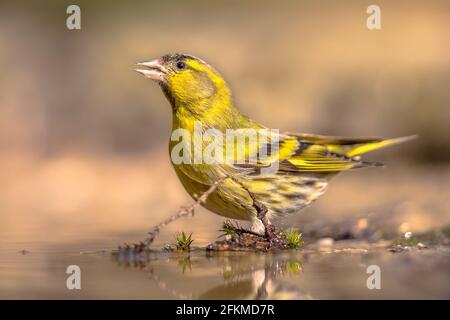 Siskin eurasiatico (Carduelis spinus). Uccello giallo che beve da stagno poco profondo, sfondo chiaro. Scena della fauna selvatica nella natura. Paesi Bassi Foto Stock
