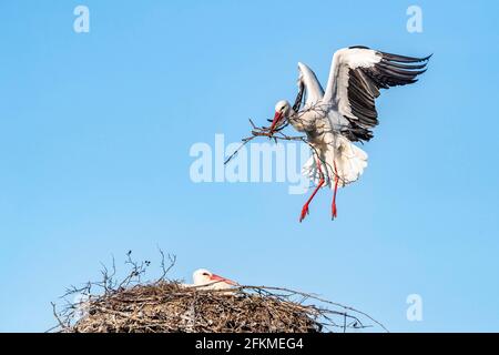 Cicogna bianca che si avvicina al nido, cicogna rattante (Ciconia ciconia), Canton Zurigo, Svizzera Foto Stock