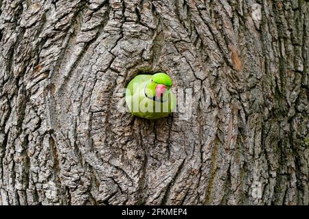 Parakeet rosa (Psittacula krameri) che guarda fuori da tree Hollow, Germania Foto Stock