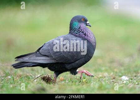 Colomba cittadina (Columba livia forma domestica) che si accoppia in erba, Germania Foto Stock