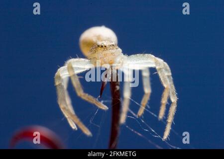 Flat Streamer (Philodromus aureolus), Germania Foto Stock