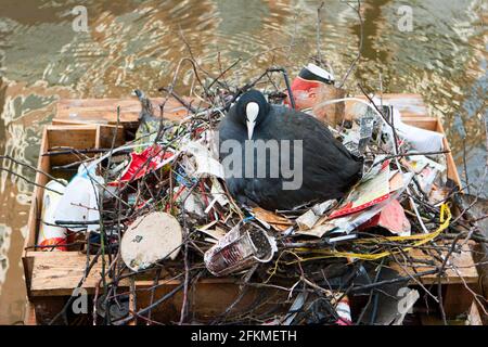 Piede comune (Fulica atra) su nido costruito da rifiuti, Amsterdam, Paesi Bassi Foto Stock