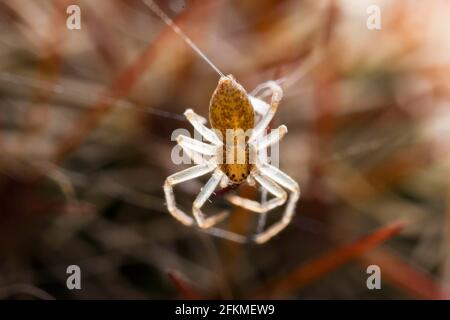 Flat Streamer (Philodromus aureolus), Germania Foto Stock