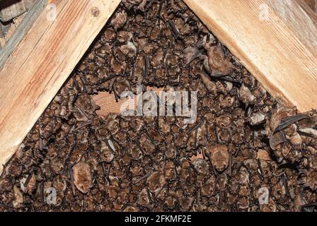 Pipistrelli di Geoffroy (Myotis emarginatus), rospo in attico, rospo estivo, vicino a Kresna, Bulgaria Foto Stock