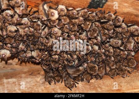 Pipistrelli di Geoffroy (Myotis emarginatus), rospo in attico, rospo estivo, vicino a Kresna, Bulgaria Foto Stock