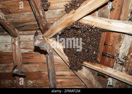 Pipistrelli di Geoffroy (Myotis emarginatus), rospo in attico, rospo estivo, vicino a Kresna, Bulgaria Foto Stock