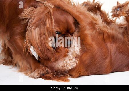 Cavalier re Carlo Spaniel, Ruby Foto Stock
