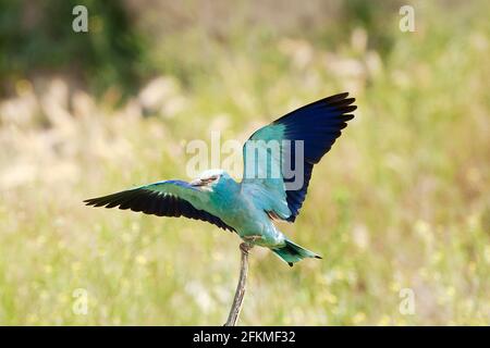 Rullo europeo (Coracias garrulus) in avvicinamento al perch, vicino a Pleven, Bulgaria Foto Stock