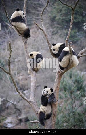 Panda giganti (Ailuropoda melanoleuca), Wolong Riserva Naturale, Sichuan, Cina Foto Stock