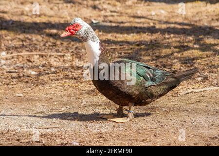 Anatra moscovita ( Cairina moschata ) Camminando a terra allo Zoo di Peterborough, Ontario, Canada Foto Stock