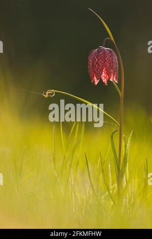 Il Fritillario di Capo serpente (Fritillaria meleagris), ragno da giardino europeo (Araneus diadematus), Renania-Palatinato, Germania Foto Stock