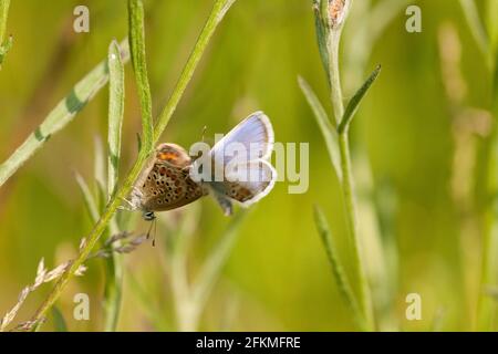 Blu borchiato d'argento (Plebejus argus), coppia, Nord Reno-Westfalia, Germania Foto Stock