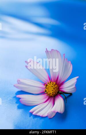 Cestino di gioielli 'Picotee', cestino di gioielli, Cosmos (Cosmos) Cosmea Foto Stock