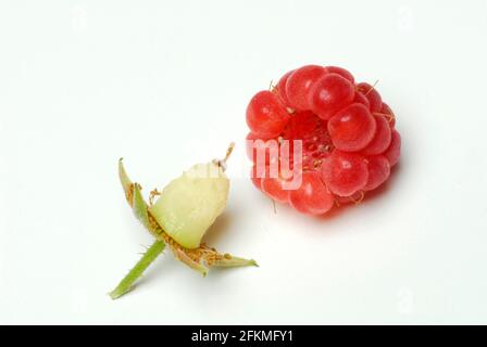 Unione rosso lampone (Rubus idaeus) Foto Stock