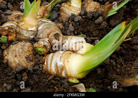 Iris tedesco (Iris germanica) rizoma, Bartiris Foto Stock