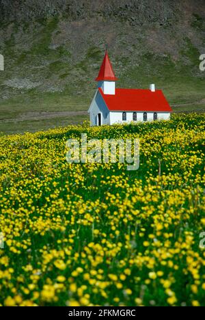 Chiesa e prato di fiori, Breidavik, Westfjords, Islanda Foto Stock