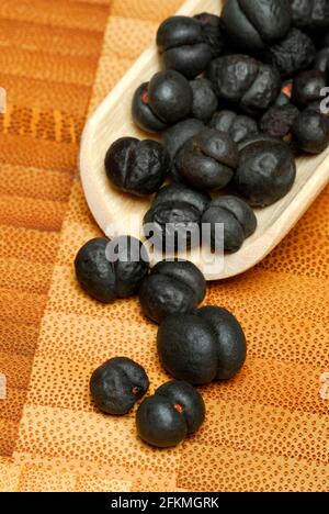 Pepe della Tasmania (Tasmannia lanceolata), pepe di montagna, pepe australiano, pepe di mais, pepe di pepe Foto Stock