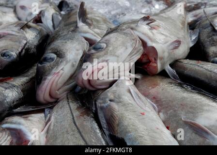 Merluzzo bianco dell'Atlantico appena pescato e eviscerato (Gadus morhua), merluzzo bianco, Islanda Foto Stock