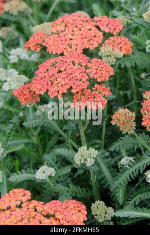 Yarrow salmone di frutta estiva (Achillea x millefolium) Foto Stock