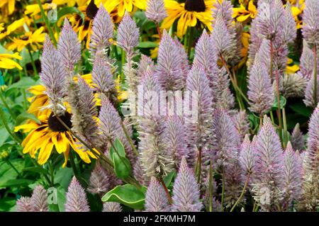 Cespuglio di piume australiano Joey (Ptilotus exaltatus) Foto Stock