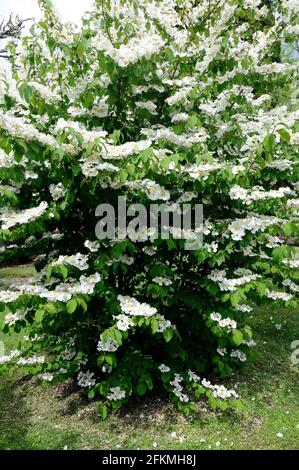 Palla di neve giapponese (Viburnum plicatum tomentosum) Foto Stock