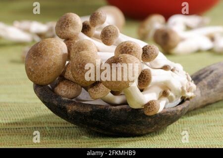 Funghi di faggio bruno (Hypsizygus tessulatus), Shimeji, Buna-hon Shimeji, Hon-Shimeji, Tomo-motashi, Guscio marrone di vongola Foto Stock