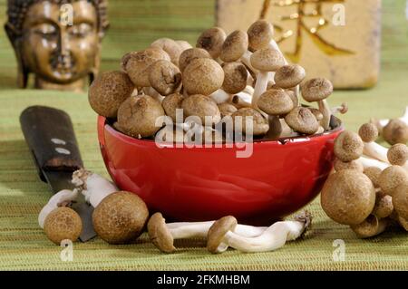 Funghi di faggio bruno (Hypsizygus tessulatus), Shimeji, Buna-hon Shimeji, Hon-Shimeji, Tomo-motashi, Guscio marrone di vongola Foto Stock