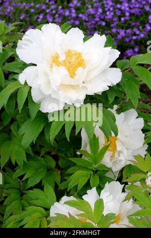 Semi-arbusto peonia Hakuo Jishi (Paeonia suffruticosa) Foto Stock