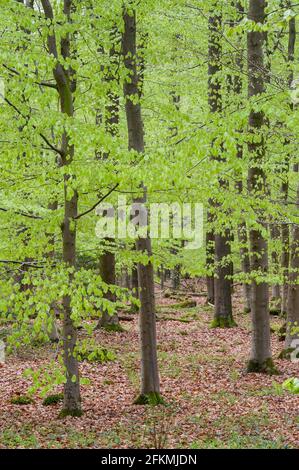 Faggeta, Ahlhorn Forestry Office, Herrenholz, Contea di Vechta, Oldenburger Muensterland, Bassa Sassonia, Germania Foto Stock