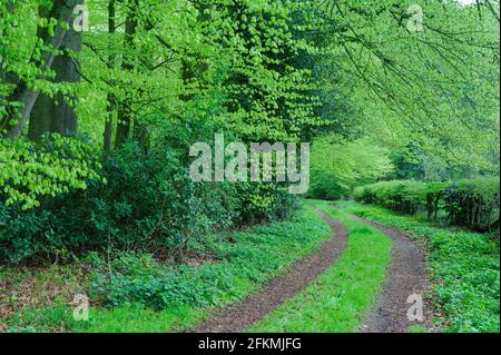 Faggeta, Ahlhorn Forestry Office, Herrenholz, Contea di Vechta, Oldenburger Muensterland, Bassa Sassonia, Germania Foto Stock