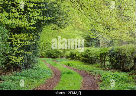 Faggeta, Ahlhorn Forestry Office, Herrenholz, Contea di Vechta, Oldenburger Muensterland, Bassa Sassonia, Germania Foto Stock