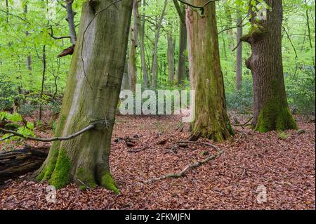 Faggeta, Ahlhorn Forestry Office, Herrenholz, Contea di Vechta, Oldenburger Muensterland, Bassa Sassonia, Germania Foto Stock