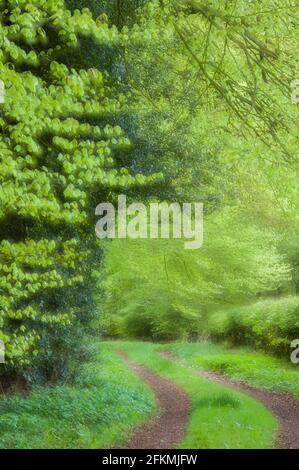 Faggeta, Ahlhorn Forestry Office, Herrenholz, Contea di Vechta, Oldenburger Muensterland, Bassa Sassonia, Germania Foto Stock