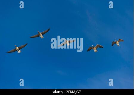 Maggiore bianco-fronteggiata oche (Anser albifrons) Foto Stock