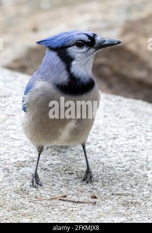 Blue Jay nordamericano ( Cyanocitta cristata ) In piedi in posizione verticale a terra guardando lateralmente Foto Stock