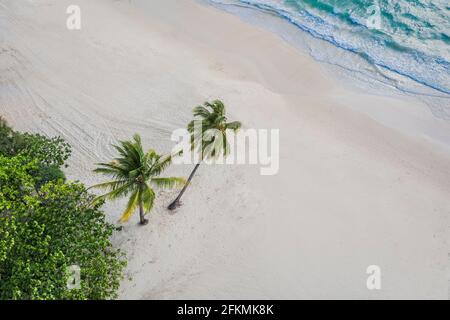 Vista aerea dall'alto bellissima spiaggia d'attualità con palme da cocco e mare di sabbia bianca. Vista dall'alto spiaggia vuota e pulita. Onde che si infrangono spiaggia vuota fr Foto Stock