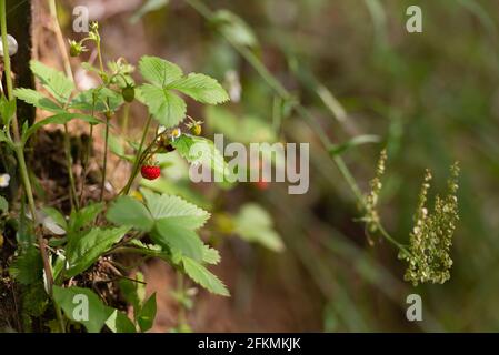 Le fragole diventano rosse nella foresta. Fragole selvatiche rosse e verdi. Foto Stock