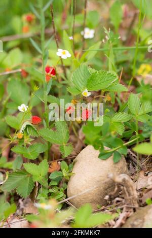 Le fragole diventano rosse nella foresta. Diversi cespugli di fragole selvatiche con frutti di bosco e fiori. Foto Stock