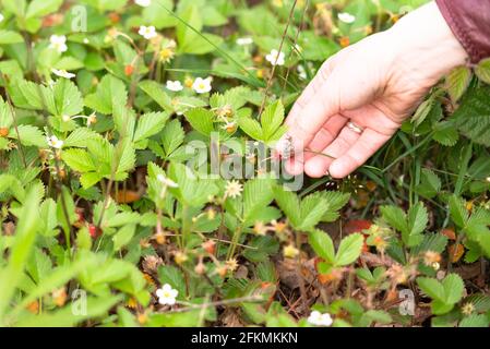 Le fragole diventano rosse nella foresta. Campo di fragole con frutti di bosco e fiori. Una mano scopa una fragola. Foto Stock